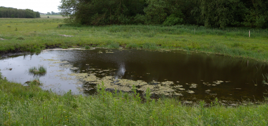 sø, lysåbennatur med skov i baggrunden